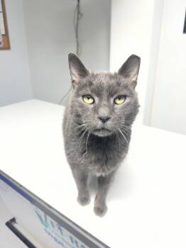 Russian Blue and Domestic Short Hair Cats Available for Adoption - Frosty | PetCurious