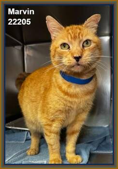 MARVIN (see also PUMPKIN) -  Domestic Medium Hair and Tabby Cat for Adoption in Marietta, Georgia - MARVIN (see Also PUMPKIN) | PetCurious