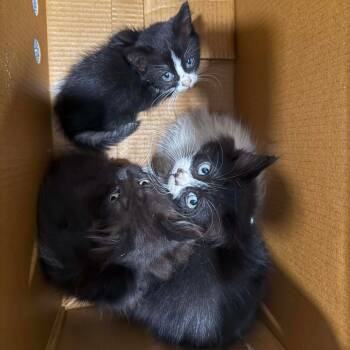 Rescue Siamese and Domestic Medium Hair Cats for Adoption in Spring Hill, Kansas - Kitten 4 | PetCurious