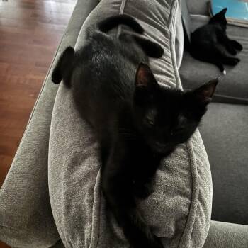 Chuck -  Domestic Short Hair Cat for Adoption in Greensboro, Georgia - Chuck | PetCurious
