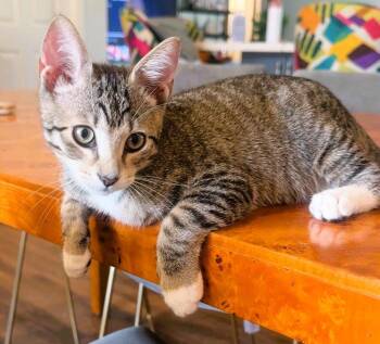 Kingston -  Domestic Short Hair and Tabby Cat for Adoption in Pompano Beach, Florida - Kingston | PetCurious