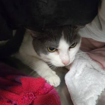 Trixie -  Domestic Short Hair Cat for Adoption in San Jacinto, California - Trixie | PetCurious
