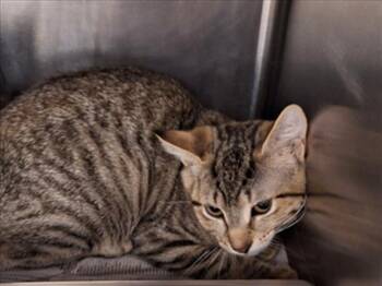 Rescue Domestic Short Hair Cats for Adoption in Hagerstown, Maryland - RENN | PetCurious