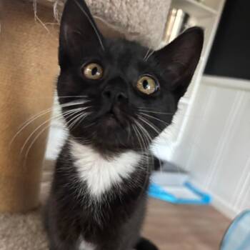 Brutus -  Domestic Short Hair Cat for Adoption in Santa Rosa, California - Brutus | PetCurious