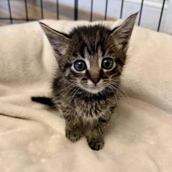 Puddle -  Domestic Short Hair Cat for Adoption in Tampa, Florida - Puddle | PetCurious
