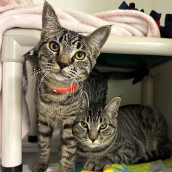 Rescue Domestic Short Hair Cats for Adoption in Woodinville, Washington - Alton Brown | PetCurious