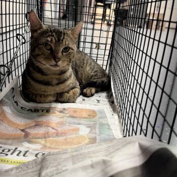TUSC-Wildlife-84700 -  Domestic Short Hair Cat for Adoption in Tuscaloosa, Alabama - TUSC-Wildlife-84700 | PetCurious