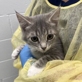 Cleo -  Domestic Short Hair Cat for Adoption in Marshall, Virginia - Cleo | PetCurious