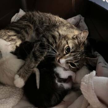 Matilda -  Domestic Short Hair Cat for Adoption in Lyndhurst, Virginia - Matilda | PetCurious