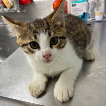 Willie -  Domestic Short Hair Cat for Adoption in Birmingham, Alabama - Willie | PetCurious