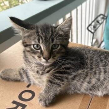 Finn -  Domestic Medium Hair Cat for Adoption in Beaufort, South Carolina - Finn | PetCurious