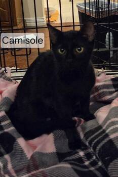 Camisole 7993 -  Domestic Short Hair Cat for Adoption in Dallas, Texas - Camisole 7993 | PetCurious