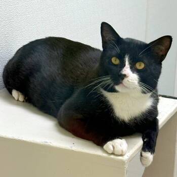 Domestic Short Hair Cats Available for Adoption in Woodinville, Washington - Artemis | PetCurious