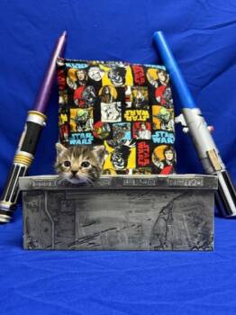 Domestic Short Hair Cats Available for Adoption in San Antonio, Texas - Cyril | PetCurious
