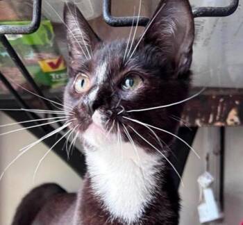 Buster Keaton -  Domestic Short Hair Cat for Adoption in Milton, Delaware - Buster Keaton | PetCurious