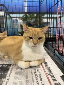 Evie -  Domestic Short Hair Cat for Adoption in Herndon, Virginia - Evie | PetCurious