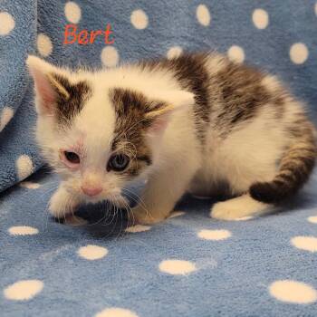 Bert -  Domestic Short Hair Cat for Adoption in Parkersburg, West Virginia - Bert | PetCurious