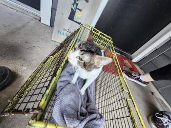 ZORA -  Domestic Short Hair Cat for Adoption in San Antonio, Texas - ZORA | PetCurious