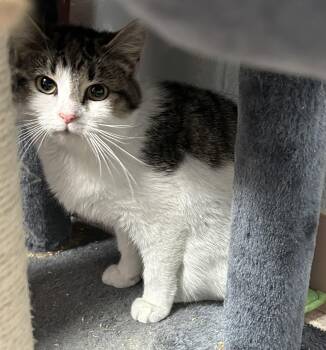 Rescue Domestic Short Hair Cats for Adoption in Salem, West Virginia - Maria | PetCurious