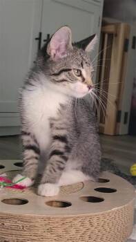Prince -  Domestic Short Hair Cat for Adoption in Fayetteville, Arkansas - Prince | PetCurious