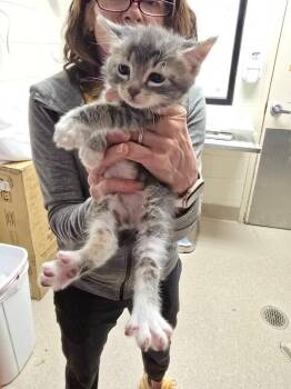 Domestic Long Hair Cats Available for Adoption in Madison, Georgia - Tsunami | PetCurious
