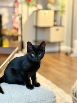 Morticia -  Domestic Short Hair Cat for Adoption in Sacramento, California - Morticia | PetCurious