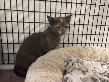 Crinkle Ball -  Domestic Short Hair Cat for Adoption in Raleigh, North Carolina - Crinkle Ball | PetCurious