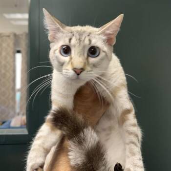 Domestic Short Hair Cats Available for Adoption in Thousand Palms, California - SHELBY | PetCurious