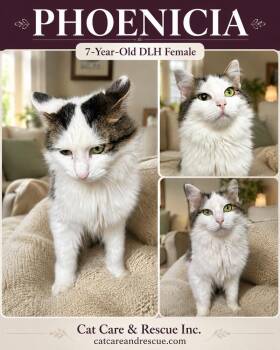 Phoenicia -  Domestic Long Hair Cat for Adoption in Chicago, Illinois - Phoenicia | PetCurious