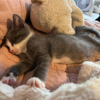 Edmund -  Domestic Short Hair Cat for Adoption in Pleasant Hill, California - Edmund | PetCurious