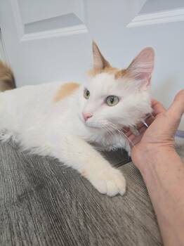 Robbins -  Domestic Long Hair and Tabby Cat Available for Adoption in Cedars, Pennsylvania - Robbins | PetCurious