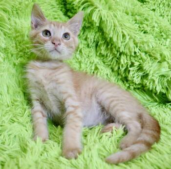 Cashew -  Tabby Cat for Adoption in St. Augustine, Florida - Cashew | PetCurious