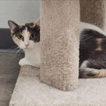 Evie -  Domestic Short Hair Cat for Adoption in West Lawn, Pennsylvania - Evie | PetCurious