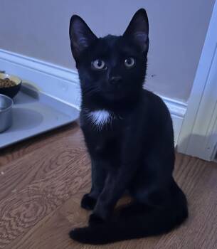 Rescue Domestic Short Hair Cats for Adoption in Victor, New York - Bree | PetCurious