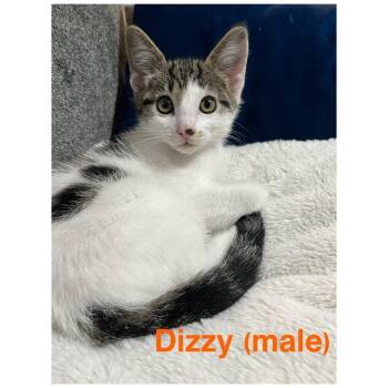 Domestic Short Hair Cats Available for Adoption - Dizzy | PetCurious