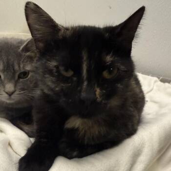 Dotty -  Domestic Short Hair Cat for Adoption in New York, New York - Dotty | PetCurious