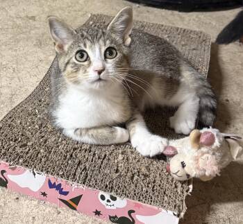 Rescue Tabby Cats for Adoption in Pickerington, Ohio - Loki | PetCurious