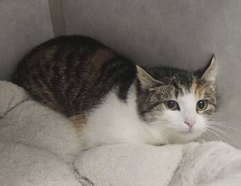 Domestic Short Hair Cats Available for Adoption - Noel | PetCurious