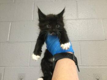 Domestic Short Hair Cats Available for Adoption in Thousand Palms, California - A1917978 | PetCurious