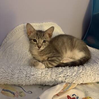 Schroeder -  Domestic Short Hair Cat for Adoption in Treasure Island, Florida - Schroeder | PetCurious