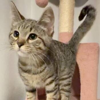 Stacker -  Domestic Short Hair Cat for Adoption in Syracuse, New York - Stacker | PetCurious