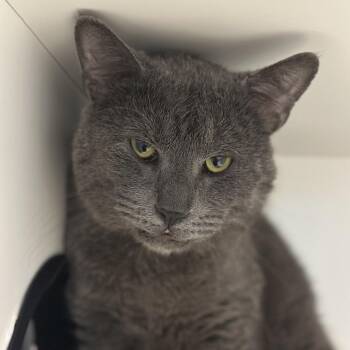 George -  Domestic Short Hair Cat for Adoption in Matteson, Illinois - George | PetCurious