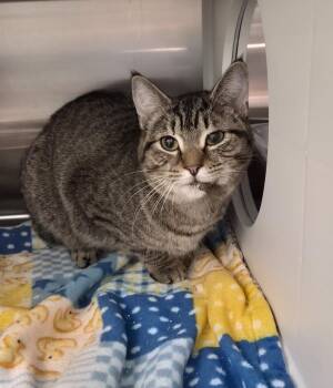 Domestic Short Hair Cats Available for Adoption in Athens, Tennessee - Katana | PetCurious