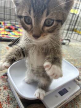 McChicken -  Domestic Short Hair Cat for Adoption in Fruit Heights, Utah - McChicken | PetCurious