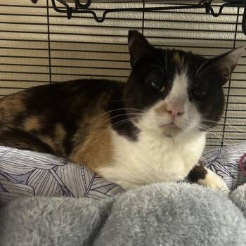 Domestic Short Hair Cats Available for Adoption in Richmond, California - FRANCIE | PetCurious