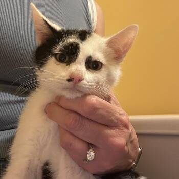 Calvin -  Domestic Short Hair Cat for Adoption in Yardley, Pennsylvania - Calvin | PetCurious