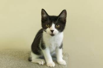 Rescue Domestic Short Hair Cats for Adoption in Urbana, Ohio - Jane | PetCurious