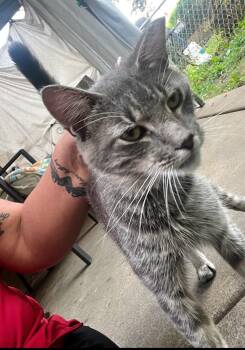 Rescue Domestic Short Hair Cats for Adoption in Philadelphia, Pennsylvania - Dusty | PetCurious