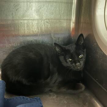 Blackie -  Domestic Short Hair Cat for Adoption in Spruce Pine, North Carolina - Blackie | PetCurious