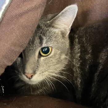 Freedom -  Domestic Short Hair Cat for Adoption in Parma, Ohio - Freedom | PetCurious